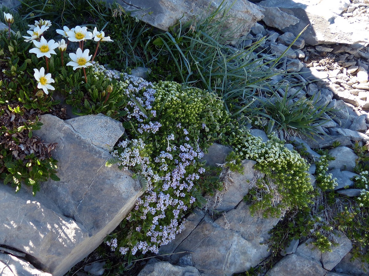 Petrocallis pyrenaica (Brassicaceae)